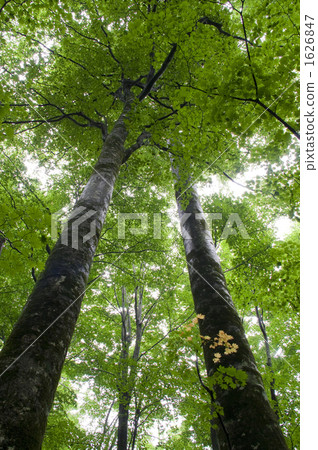 Beech forest look up 1626847