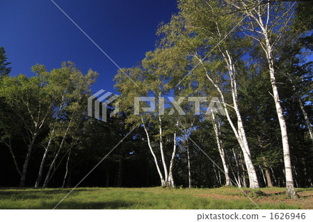 silver birch, plateau, highland 1626946