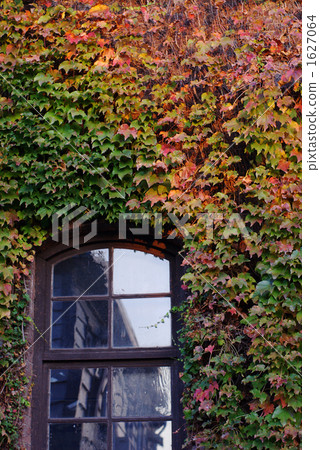 Windows and Ivy Windows and Ivy 1627064
