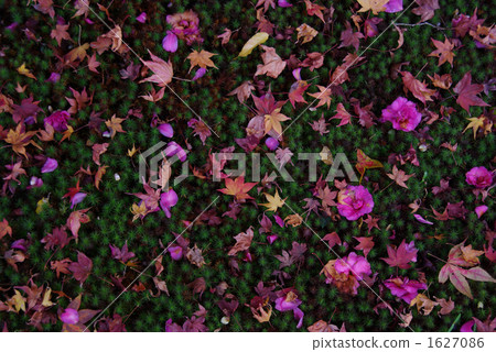 Maple with falling camellia / yoko Maple with falling camellia / yoko 1627086