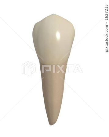 下頜第一前磨牙 1627213