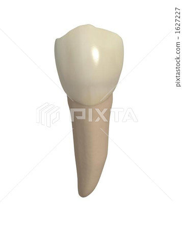 Mandibular second premolar 1627227
