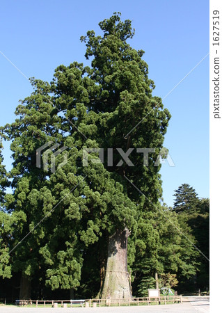 Natural Monument Kamogawa-shi Kamogawa-shi, Chiba Prefecture Osugi (Millennium Cedar) 1627519