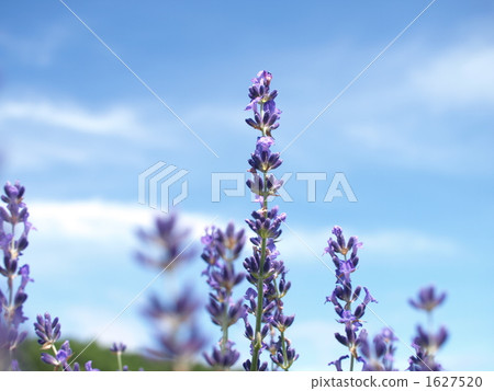 薰衣草 1627520
