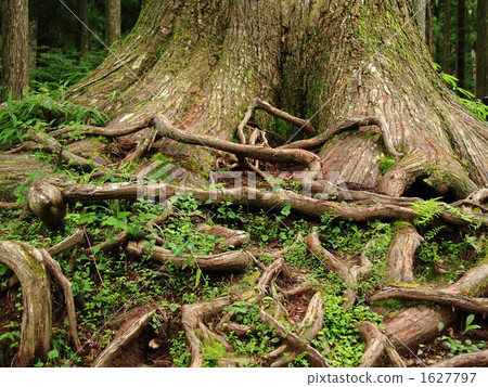 日本雪松 1627797