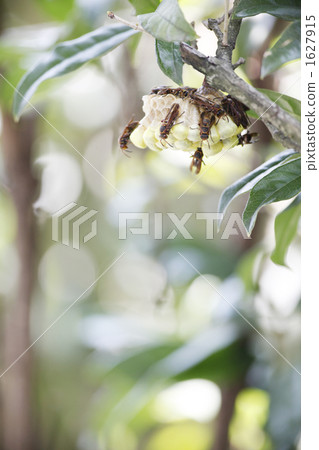 The nest of Ashana-nagi 1627915