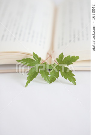 Momiji-02■秋葉·書（閱讀圖像） 1628042