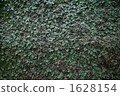 苔蘚的一面 1628154