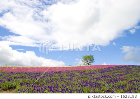 心樹 心樹 1628198