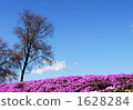 Moss phlox  1628284