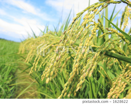 八月的稻耳 1628622