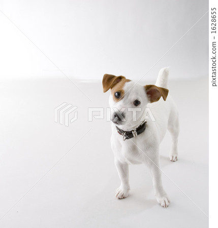 jack russell terrier, jack russell, dog 1628655
