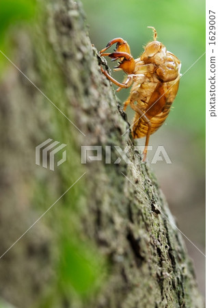 Cicadian貝殼03 1629007