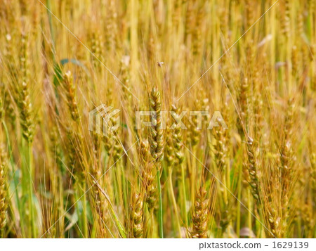 大麥收穫 1629139