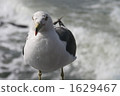 A seagull 1629467