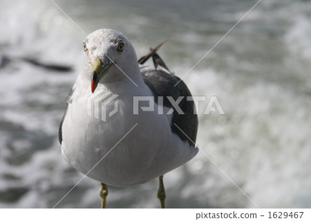 A seagull 1629467