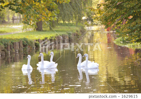 小川的天鵝 1629615