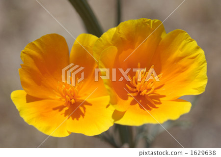 California poppy 1629638
