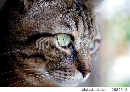 毛孩 貓 貓咪 1629844