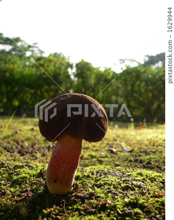 mushroom  1629944