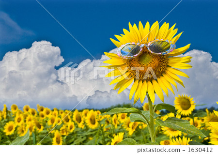 Sunflower hanging summer sky and sunglasses Sunflower hanging summer sky and sunglasses 1630412