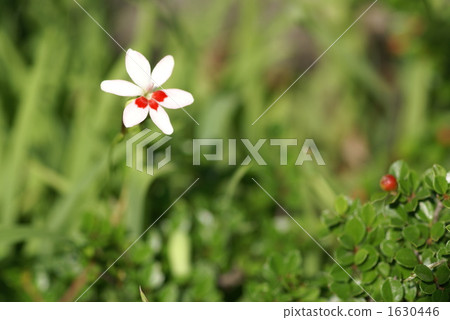 princess blackberry lily, anomatheca cruenta, anomatheca 1630446