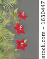 Rakousou 1630447