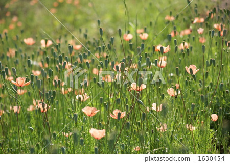 amapola, field poppy, red poppy 1630454