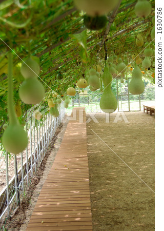 Gourd cultivation 1630786