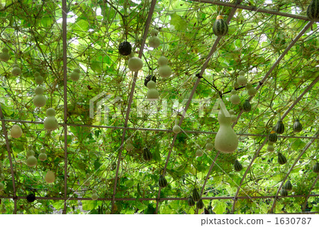 Gourd cultivation Gourd cultivation 1630787