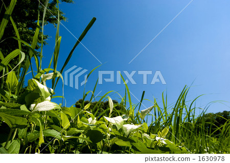 Flowers and sky of semi-summer students 1630978