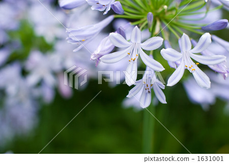 百子花 百子花 1631001