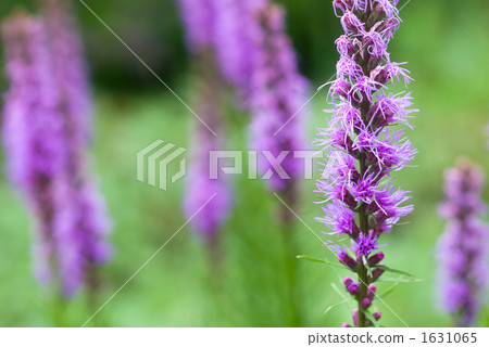 Yulia bamboo flowers Yulia bamboo flowers 1631065