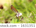 lippia, frog fruit, Common Copper Butterfly 1631351
