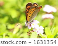 lippia, frog fruit, Common Copper Butterfly 1631354