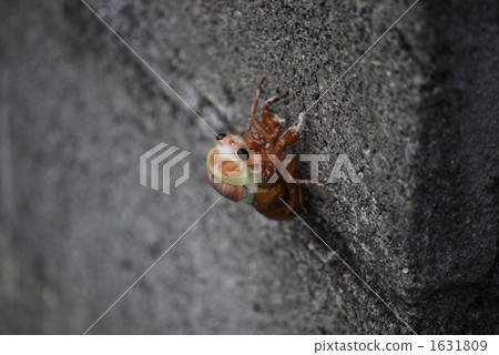 蛹 蝶蛹 蟲繭 1631809