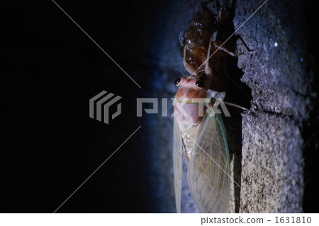 昆蟲出現 蟬 蝗蟲 1631810