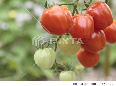 Mini Tomato Mini Tomato 1632079