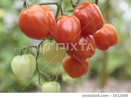 Mini Tomato Mini Tomato 1632080