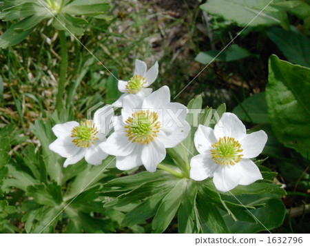 圖庫照片: 伏毛銀蓮花 花朵 花卉