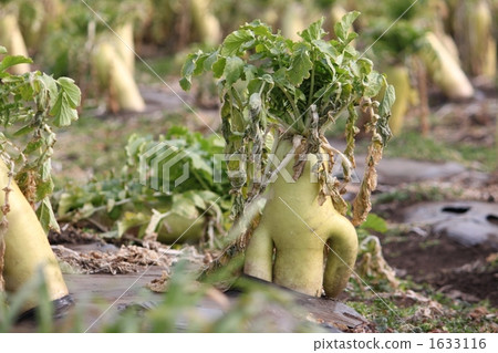 vegetable field, white radish, vegetables 1633116