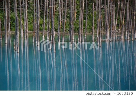 blue pond, aoiike, japanese larch 1633120