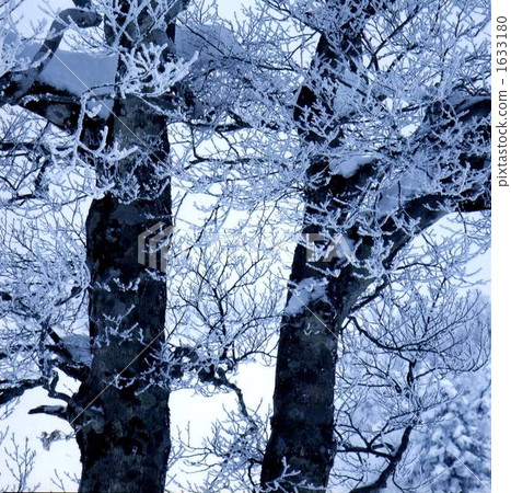 frost covered tree, frost-covered tree, zao plateau 1633180