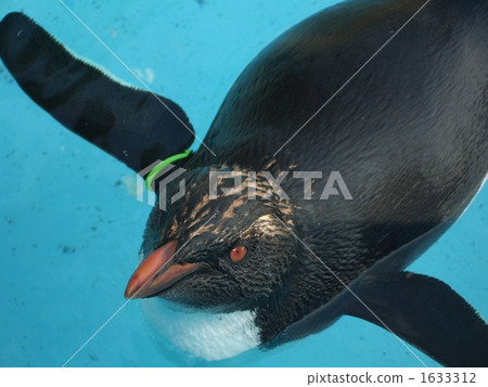 southern rockhopper penguin, penguin, penguins 1633312