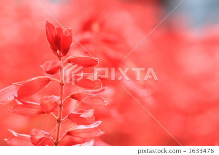 Salvia 1633476