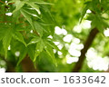 嫩葉 樹木 樹 1633642