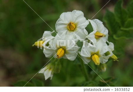 漂亮的核桃Sie 1633852