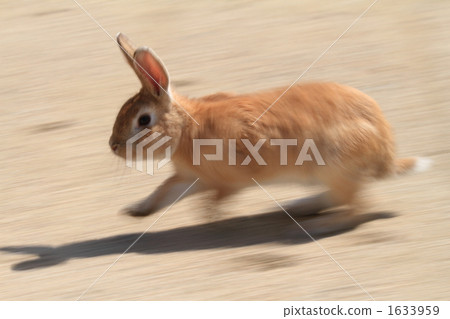 Rabbit Rabbit 1633959