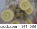 cacti, cactu, cactuse 1634066