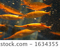 aquarium, bubble, orange 1634355